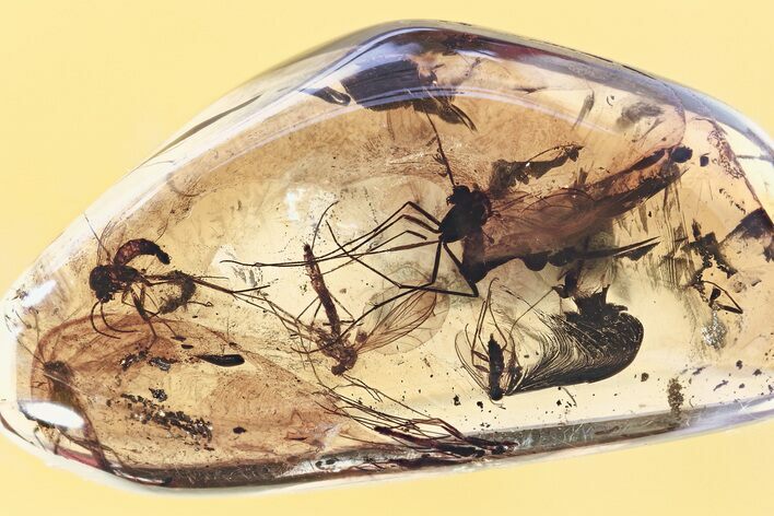 Fossil Fungus Gnat Swarm (Mycetophilidae) In Amber #307712